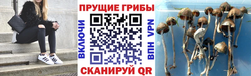 как найти наркотики  Лакинск  Галлюциногенные грибы GOLDEN TEACHER 